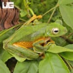 Wallace's Flying Frog (Rhacophorus nigropalmatus) For Sale - Underground Reptiles