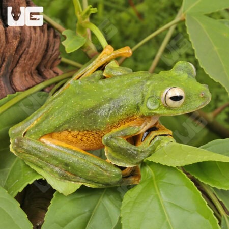 Wallace's Flying Frog (Rhacophorus nigropalmatus) For Sale - Underground Reptiles