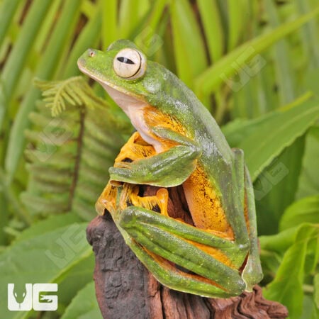 Wallace's Flying Frog (Rhacophorus nigropalmatus) For Sale - Underground Reptiles