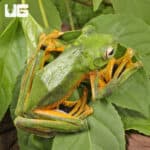 Wallace's Flying Frog (Rhacophorus nigropalmatus) For Sale - Underground Reptiles