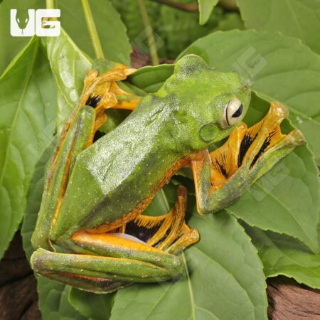 Wallace's Flying Frog (Rhacophorus nigropalmatus) For Sale - Underground Reptiles