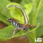 Wiegmann's Striped Geckos (Gonatodes vittatus) For Sale - Underground Reptiles