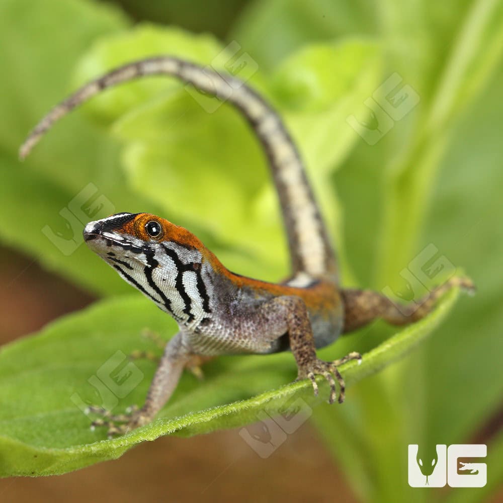 Wiegmann's Striped Geckos (Gonatodes vittatus) For Sale - Underground  Reptiles, image size:1000x1000
