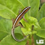 Wiegmann's Striped Geckos (Gonatodes vittatus) For Sale - Underground Reptiles