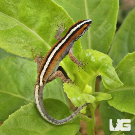 Wiegmann's Striped Geckos (Gonatodes vittatus) For Sale - Underground Reptiles