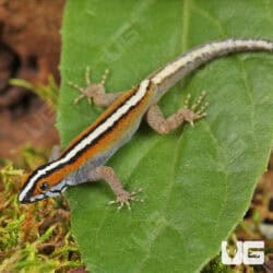 Wiegmann's Striped Geckos (Gonatodes vittatus) For Sale - Underground Reptiles