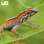 Wiegmann's Striped Geckos (Gonatodes vittatus) For Sale - Underground Reptiles