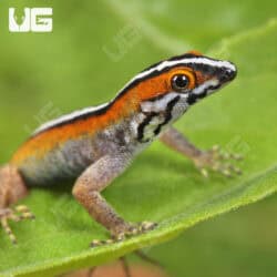 Wiegmann's Striped Geckos (Gonatodes vittatus) For Sale - Underground Reptiles
