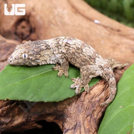 Baby Yate Leachianus Geckos For Sale - Underground Reptiles