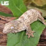 Baby Yate Leachianus Geckos For Sale - Underground Reptiles