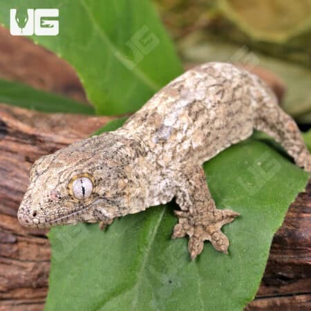 Baby Yate Leachianus Geckos For Sale - Underground Reptiles