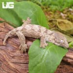 Baby Yate Leachianus Geckos For Sale - Underground Reptiles