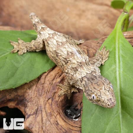 Baby Yate Leachianus Geckos For Sale - Underground Reptiles