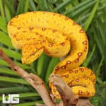 Baby Biak Green Tree Pythons For Sale - Underground Reptiles