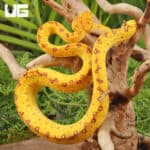 Baby Biak Green Tree Pythons For Sale - Underground Reptiles