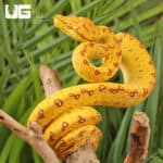 Baby Biak Green Tree Pythons For Sale - Underground Reptiles