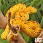 Baby Biak Green Tree Pythons For Sale - Underground Reptiles