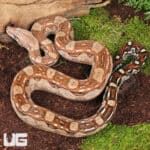 Summit Pastel Aztec Colombian Boa For Sale - Underground Reptiles