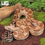 Summit Pastel Aztec Colombian Boa For Sale - Underground Reptiles