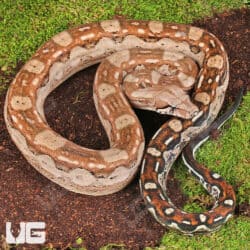 Summit Pastel Aztec Colombian Boa For Sale - Underground Reptiles