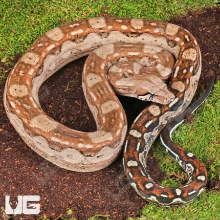 Summit Pastel Aztec Colombian Boa For Sale - Underground Reptiles
