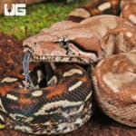 Summit Pastel Aztec Colombian Boa For Sale - Underground Reptiles
