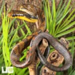 Yearling Yellow Bellied Puffing Snake (Pseustes sulphureus) For Sale - Underground Reptiles