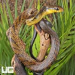 Yearling Yellow Bellied Puffing Snake (Pseustes sulphureus) For Sale - Underground Reptiles