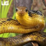 Yearling Yellow Bellied Puffing Snake (Pseustes sulphureus) For Sale - Underground Reptiles