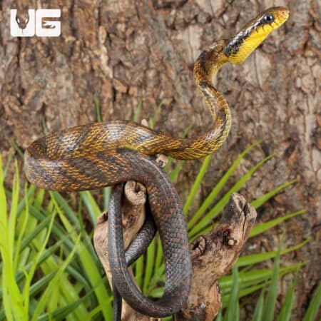 Yearling Yellow Bellied Puffing Snake (Pseustes sulphureus) For Sale - Underground Reptiles