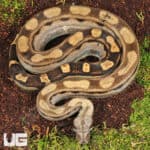 Motley Colombian Boa For Sale - Underground Reptiles