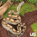 Motley Colombian Boa For Sale - Underground Reptiles