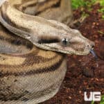 Motley Colombian Boa For Sale - Underground Reptiles