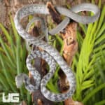 Axanthic Asian Vine Snakes For Sale - Underground Reptiles
