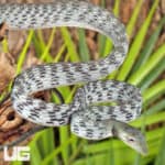 Axanthic Asian Vine Snakes For Sale - Underground Reptiles