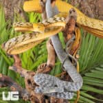 Axanthic Asian Vine Snakes For Sale - Underground Reptiles