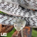 Axanthic Asian Vine Snakes For Sale - Underground Reptiles