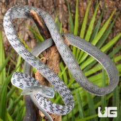 Axanthic Asian Vine Snakes For Sale - Underground Reptiles