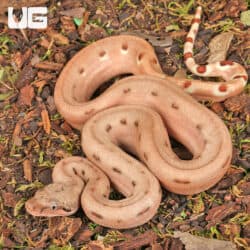 Baby Hypo Aby Het Scoria Boa For Sale - Underground Reptiles