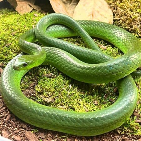 Greater Green Ratsnake For Sale - Underground Reptiles