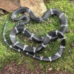 Blanford's Bridle Snake (Lycodon davisonii) For Sale - Underground Reptiles