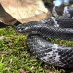 Blanford's Bridle Snake (Lycodon davisonii) For Sale - Underground Reptiles