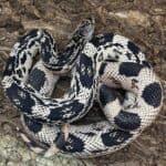 OC Northern Pine Snake for sale - Underground Reptiles