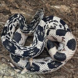 OC Northern Pine Snake for sale - Underground Reptiles