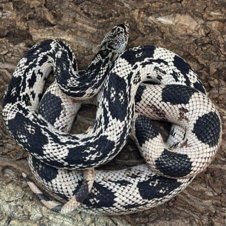 OC Northern Pine Snake for sale - Underground Reptiles