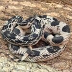 OC Northern Pine Snake for sale - Underground Reptiles