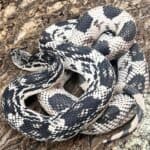 OC Northern Pine Snake for sale - Underground Reptiles