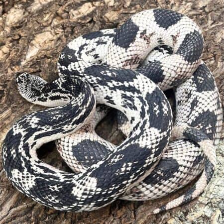 OC Northern Pine Snake for sale - Underground Reptiles