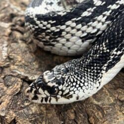 OC Northern Pine Snake for sale - Underground Reptiles