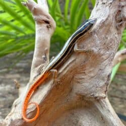Yellow Striped Tree Skinks For Sale - Underground Reptiles